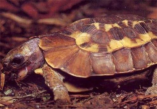 荷叶陆龟的品种简介