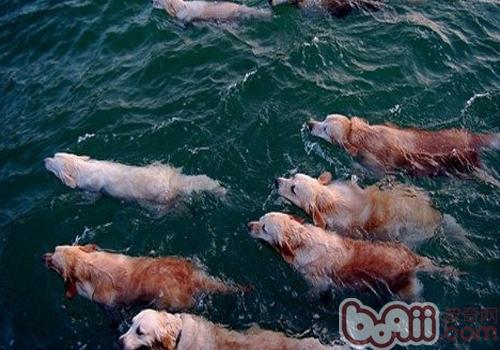 狗天生就會游泳嗎