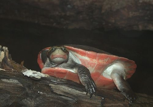 紅腹短頸龜的品種簡介