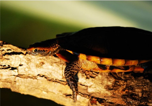红头蛇颈龟的生活环境