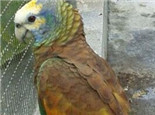圣文生亚马逊鹦鹉对生活环境的要求