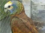 圣文生亚马逊鹦鹉的饲养知识