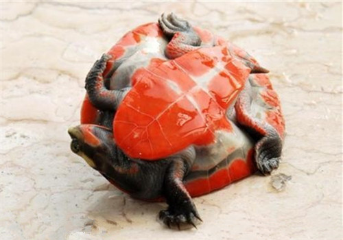 紅腹短頸龜的形態特征