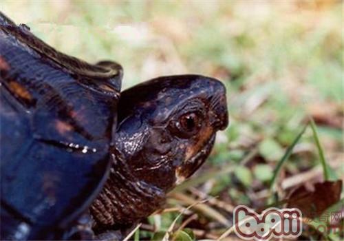 卡罗莱纳箱龟的外观特征