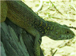 新疆岩蜥的形态特征