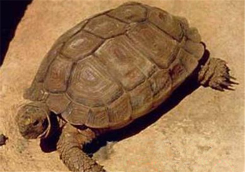 卡鲁海角陆龟的外观特征