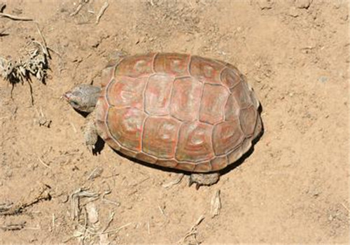 卡鲁海角陆龟的品种简介