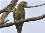 紫冠亚马逊鹦鹉的生活环境