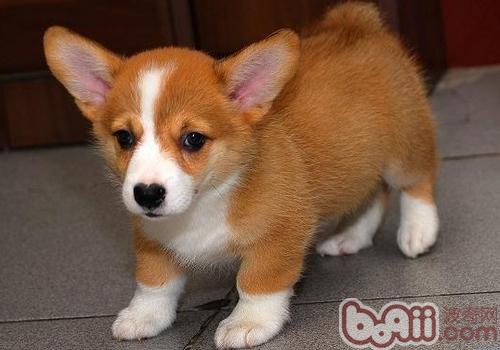 威尔士柯基犬 威尔士柯基犬