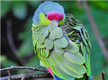 紫冠亚马逊鹦鹉的品种简介