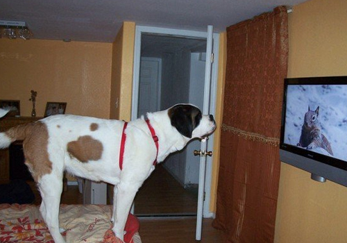 狗狗能看懂电视吗