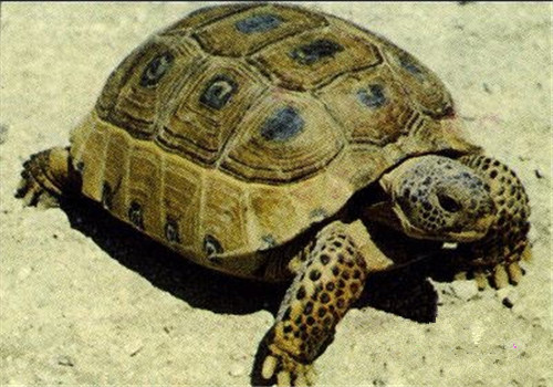 墨西哥地鼠龟的护理知识