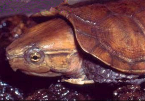 缅甸平胸龟的护理知识