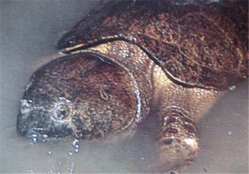 缅甸平胸龟的生活环境