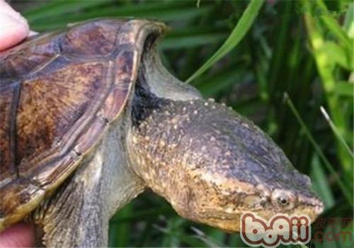南美拟鳄龟的外观特征