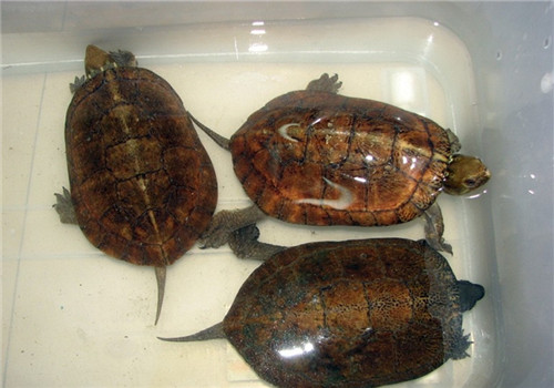 拟眼斑水龟的生活环境
