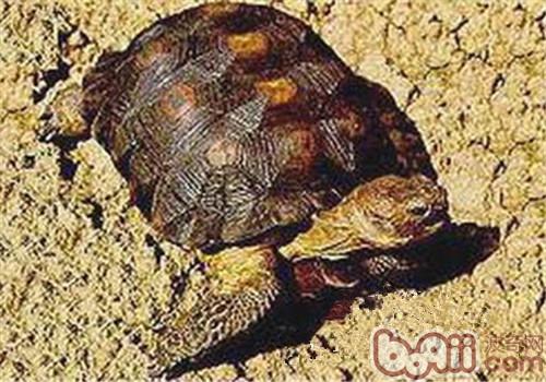 墨西哥地鼠龟的品种简介