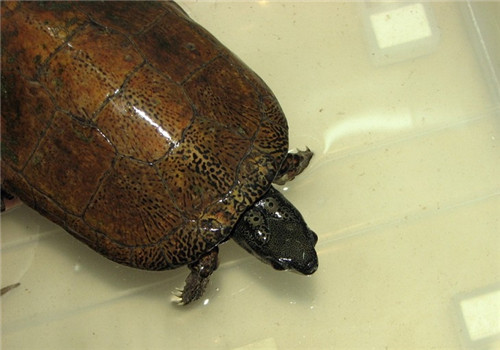 拟眼斑水龟的品种简介