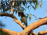 棕榈凤头鹦鹉的饲养知识