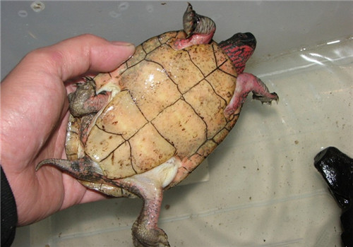 拟眼斑水龟的护理知识
