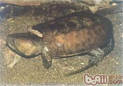 缅甸平胸龟的外观特征