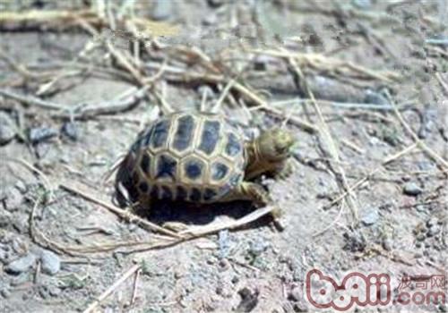 墨西哥地鼠龟的生活环境
