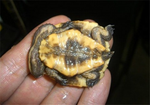 南美蛇頸龜的飼養要點