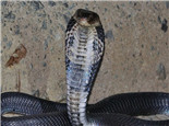 舟山眼镜蛇的形态特征