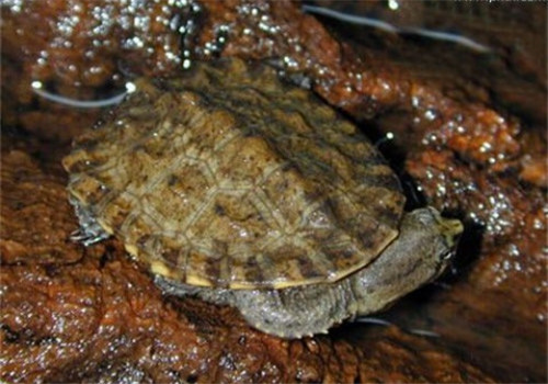 南美蛇頸龜的品種簡介