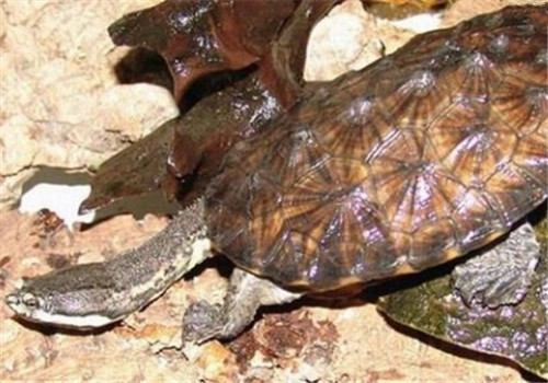 南美蛇頸龜的護理知識