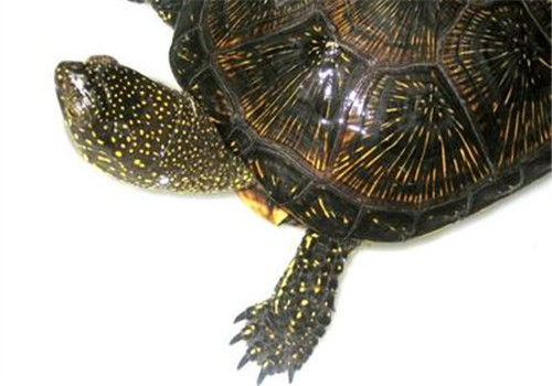 欧洲泽龟的品种简介
