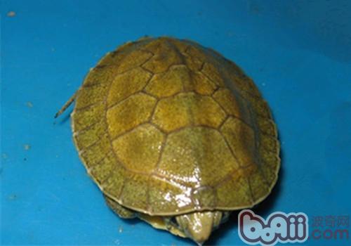潘氏闭壳龟的品种简介