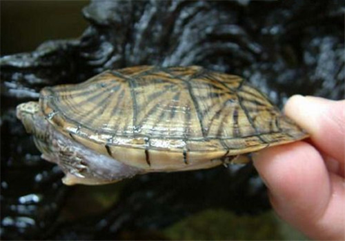 平背麝香龟的外观特征