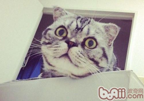 秋季应预防猫咪三大疾病