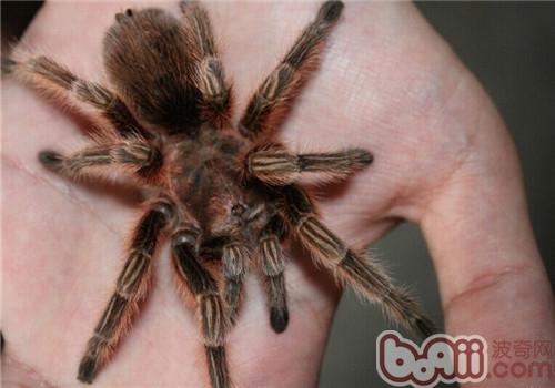 智利火玫瑰的形态特征|爬虫品种-波奇网百科大全