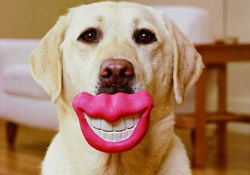 狗狗常見的口腔疾病有哪些