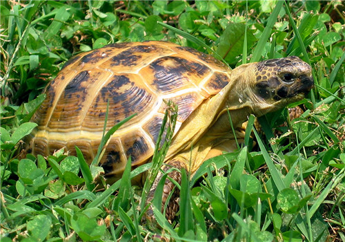 四爪陆龟的品种简介