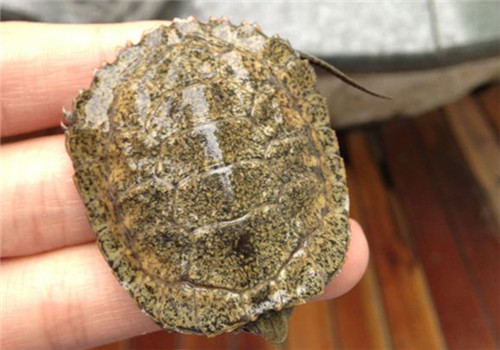 日本石龟的饲养要点