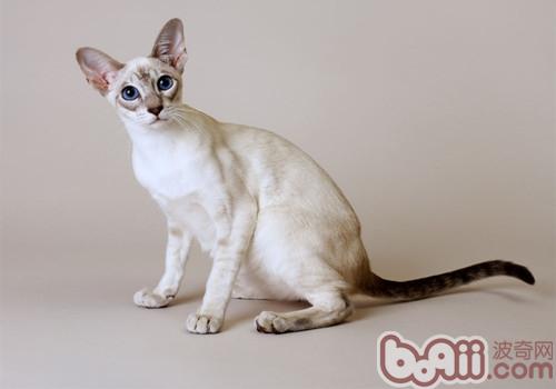 如何预防及治疗猫咪钩虫病