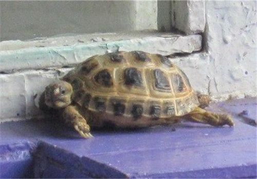 四爪陆龟的生活环境