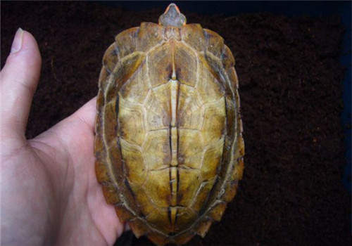 日本地龟的品种简介
