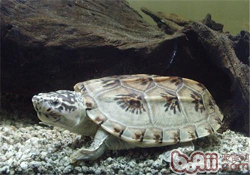三弦巨型鷹嘴泥龜的品種簡介