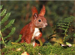欧洲红松鼠的饲养知识