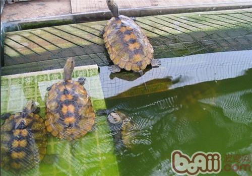 日本石龟的生活环境