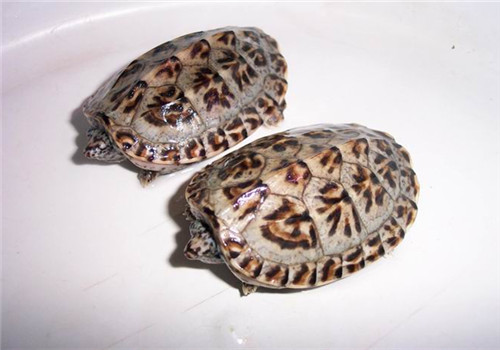 三弦巨型鹰嘴泥龟的外观特征