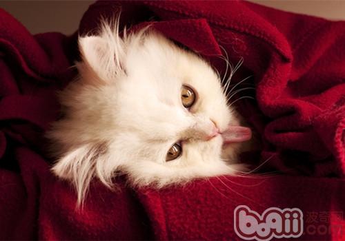 猫咪感冒的症状及治疗方法