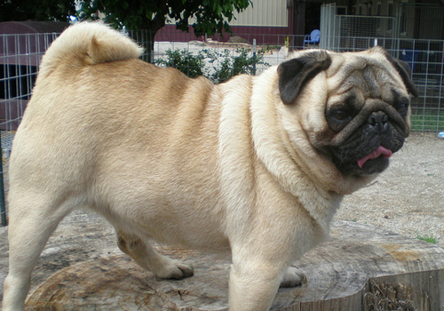 肥胖症对狗狗有什么影响