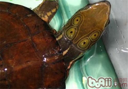 四眼斑水龟的护理知识