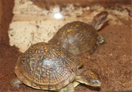 三趾箱龟的生活环境