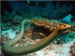 青环海蛇的形态特征